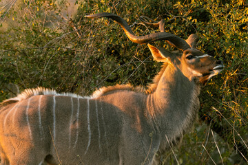 Kudu in Kruger National Park, South Africa