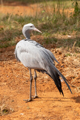 The blue crane