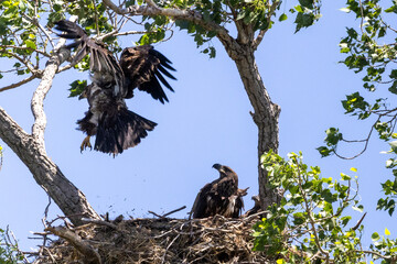 Young eagles in a nest