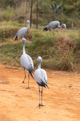 the blue crane in eswatini