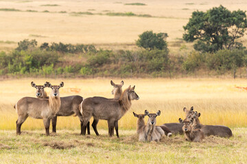 herd of wildebeest in Eswatini