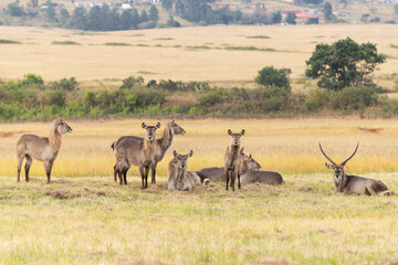 Naklejka premium herd of waterbucks in mlilwane national park eswatini
