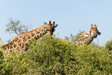 giraffe in the savannah in south africa