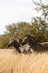zebra in the wild