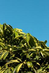 Fototapeta premium green plant and the sky
