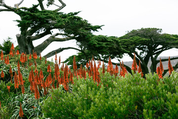 red flowers on the cape of good hope
