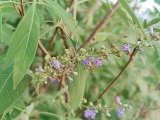 Vitex agnus-castus or the Chaste tree flowers and plant