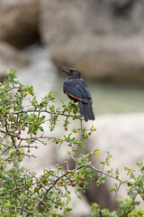blackbird on a branch