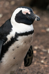 Penguins on the Boulder's beach