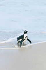 Penguins on the Boulder's beach