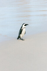 Penguins on the Boulder's beach