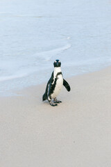 Penguins on the Boulder's beach