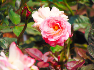 Obraz premium Pink rose in garden at noon
