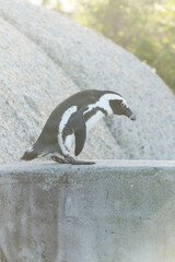 Penguins on the Boulder's beach