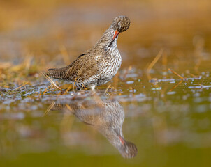 Redshank in the pond, grooming its plumage, after it has finished hunting for food.