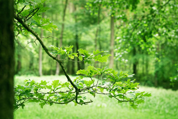 Green tree forest branch. Oak tree in European forest.
