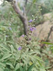 Vitex agnus-castus or the Chaste tree flowers and plant