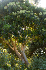 Botanical garden in Cape Town