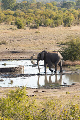 Elephant in the wild