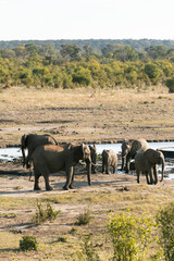 Elephant in the wild