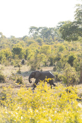 Elephant in the wild