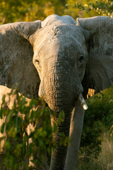 Elephant in the wild