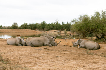 Sleeping white rhinos in Hlane, Eswatini