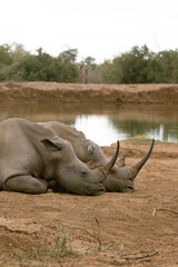 Sleeping white rhinos in Hlane, Eswatini