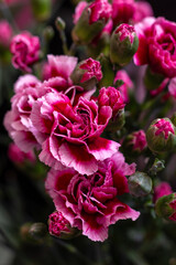 Close-up of bright pink carnations with buds surrounded by green leaves. Vertical floral background