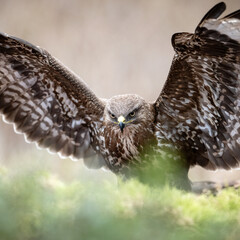 Common buzzard closeup in the forest scenery