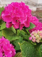 photo en gros plan d'un hortensia rose en éclosion
