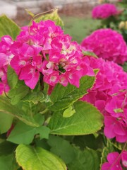 photo en gros plan d'un hortensia rose en éclosion
