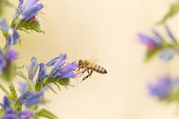 Bee from the side on a purple flower, bee flies to a blue flowers, bee collecting nectar, purple...