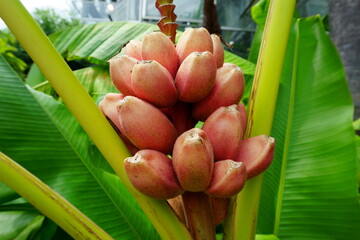 Musa velutina H. Wendl. & Drude, the hairy banana or pink banana, is a diploid species of wild banana