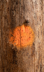 old tree with orange dot on bark