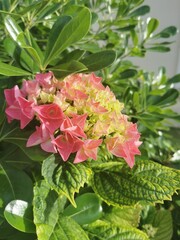 photo en gros plan d'un hortensia rose en éclosion