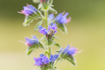 Bee on a purple flower on a long stalk, blue flowers on a long stalk, bee collecting nectar, purple...