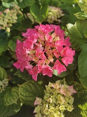 photo en gros plan d'un hortensia rose en éclosion