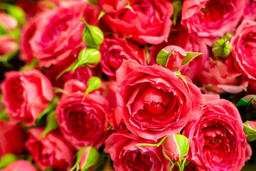 Close-up of bright pink roses with many green buds tightly packed together. Bush roses, floral background