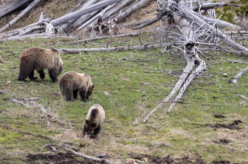 Grizzly Bear Sow and Cubs in Yellowstone National Park Wyoming in Spring
