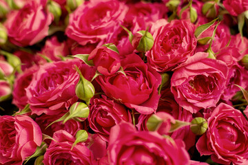 Close-up of bright pink roses with many green buds tightly packed together. Bush roses, floral background