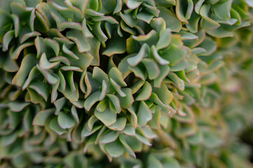 Close-up Succulent: Textured Green Leaves in Natural Pattern