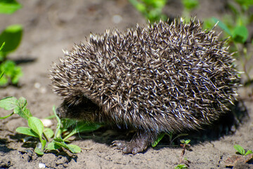 the european hedgehog in the grass
