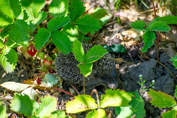 the european hedgehog instrawberries