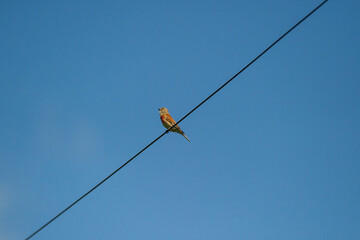 the common linnet on a wire