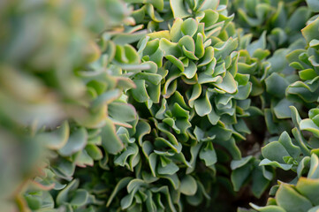 Close-up Succulent: Textured Green Leaves in Natural Pattern