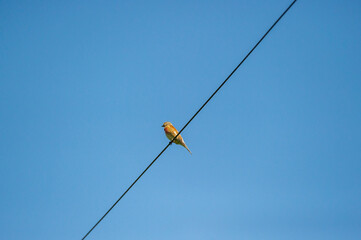 the common linnet on a wire