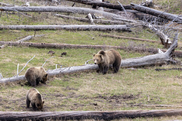 Grizzly Bear Sow and Cubs in Yellowstone National Park Wyoming in Spring