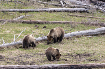 Grizzly Bear Sow and Cubs in Yellowstone National Park Wyoming in Spring