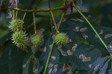 Young chestnut fruit in green skin with thorns between the leaves